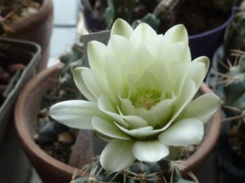 Gymnocalycium schroederianum ssp paucicostatum LB 960