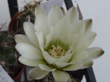 Gymnocalycium schroederianum ssp paucicostatum LB 960