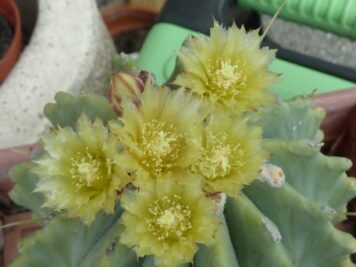 Ferocactus glaucescens inermis