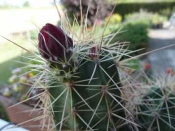 Echinocereus toroweapensis RU A10