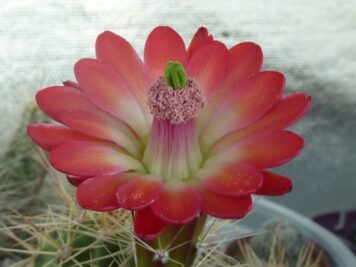 Echinocereus toroweapensis RU A10