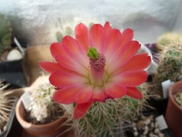 Echinocereus toroweapensis RU A10