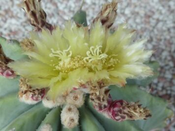 Ferocactus glaucescens inermis