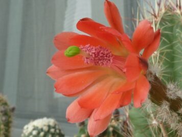 Echinocereus hybride acifer