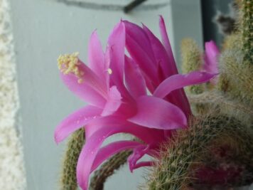 aporocactus flagelliformis