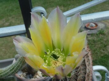 Echinocereus dasyacanthus hybride rectispinus x lloydi