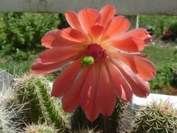 Echinocereus hybride acifer