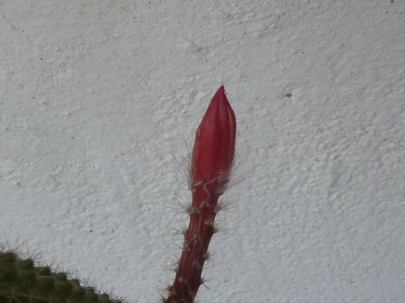 Aporocactus Martianus