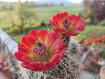 Echinocereus coccineus ssp rosei BW063