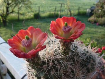 Echinocereus coccineus ssp rosei BW063