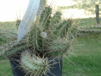 Echinocereus X Berlandieri Hybride