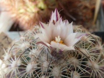 Turbinicarpus saueri ssp ysabelae