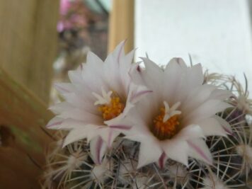 Turbinicarpus saueri ssp ysabelae