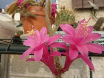 Aporocactus flagelliformis