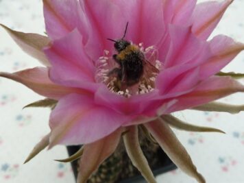 Echinopsis Mélodie