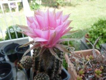 Echinopsis Mélodie