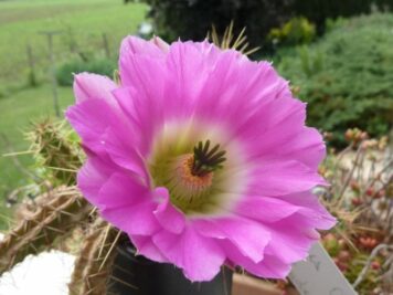 Echinocereus X Berlandieri Hybride