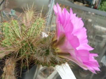 Echinocereus X Berlandieri Hybride