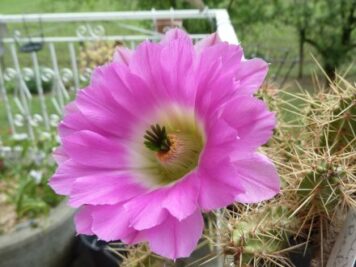 Echinocereus X Berlandieri Hybride