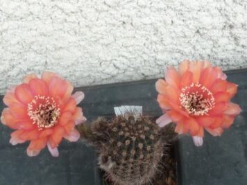 Echinopsis Tangerine