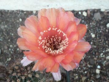 Echinopsis Tangerine