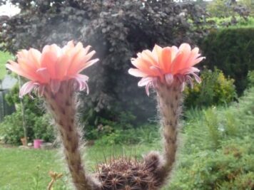 Echinopsis Tangerine