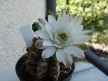 Gymnocalycium damsii sp 1