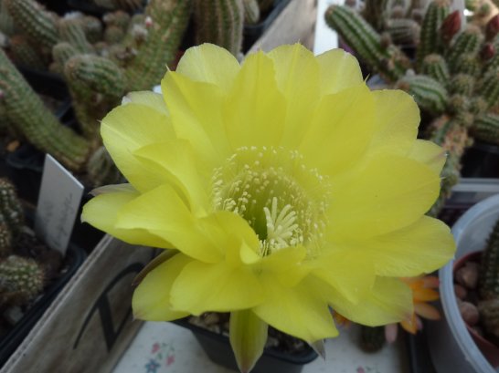 Echinopsis sp jaune