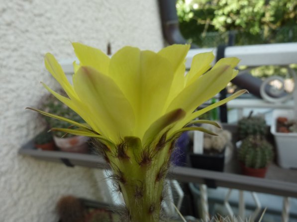 Echinopsis sp jaune