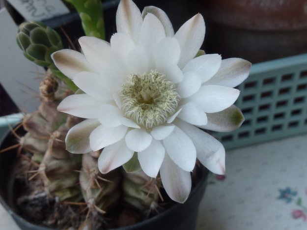 Gymnocalycium damsii sp 1