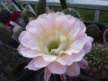 Echinopsis Edwardian Lady