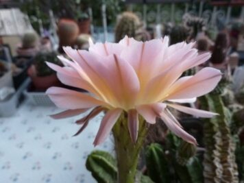 Echinopsis Edwardian Lady