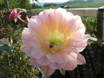 Echinopsis Edwardian Lady