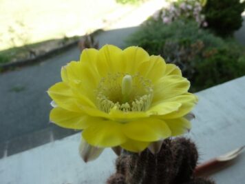 Echinopsis aurea sp 2