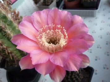 Echinopsis hybrid cv Peach Monarch