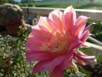 Echinopsis hybrid cv Peach Monarch