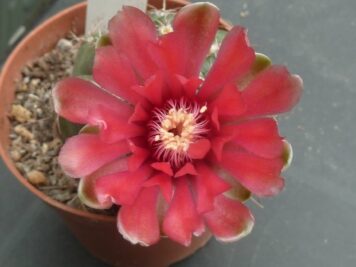 Gymnocalycium baldianum P127