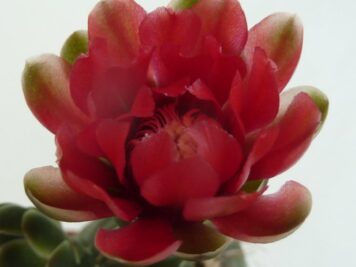 Gymnocalycium baldianum P127