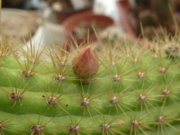 Cleistocactus winteri