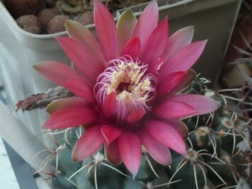 Gymnocalycium sp4