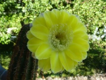 Echinopsis aurea sp 3