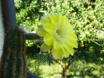 Echinopsis aurea sp 3