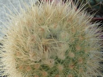 Parodia penicillata
