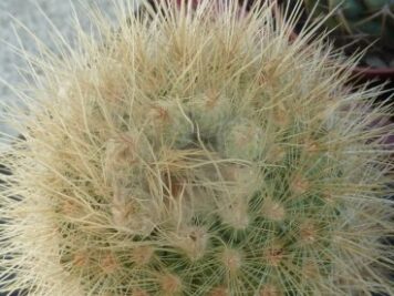 Parodia penicillata