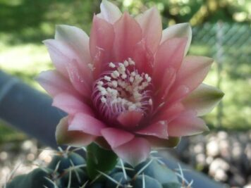 Gymnocalycium sp4