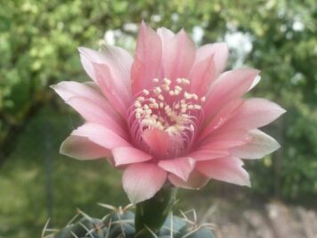 Gymnocalycium sp4