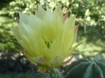 Echinocereus subinermis