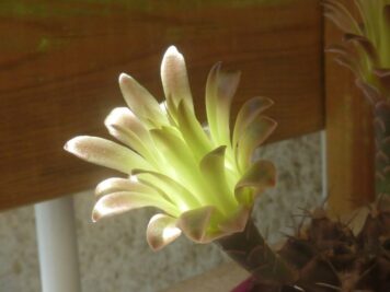 Gymnocalycium mihanovicchii B