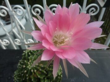 Echinopsis sp M