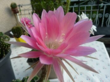 Echinopsis sp M